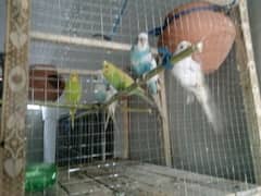 australian parrots 3 pairs ha pinjra samaid