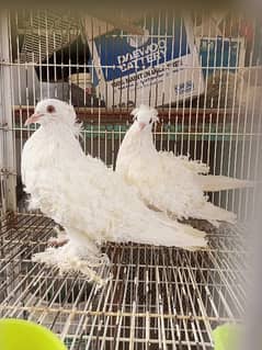 white frill back