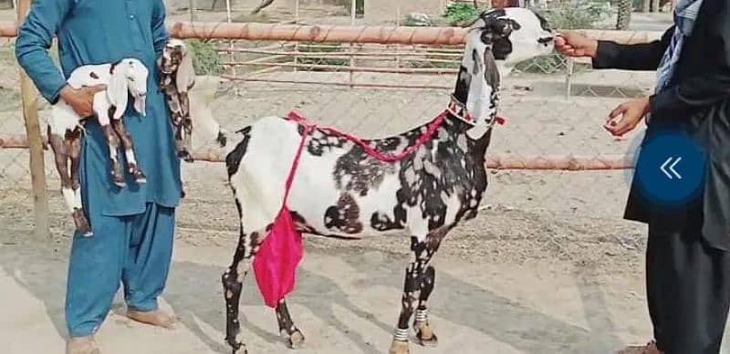 pure nagara bakri fauji color for sale WhatsApp number 03207375837 0