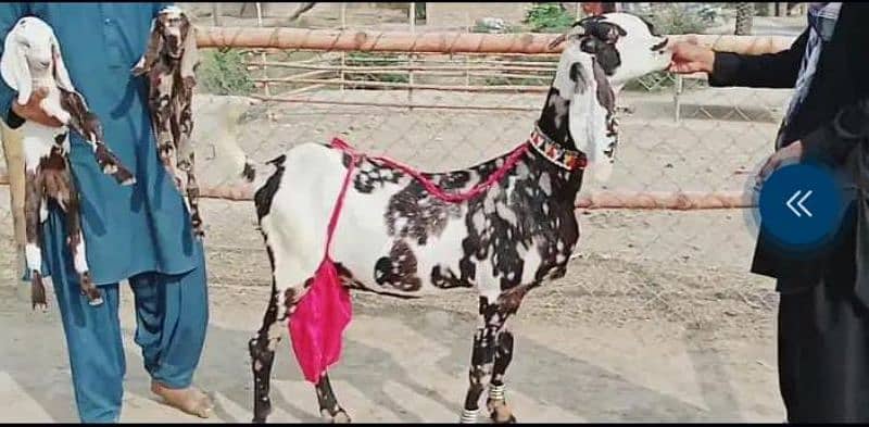 pure nagara bakri fauji color for sale WhatsApp number 03207375837 1