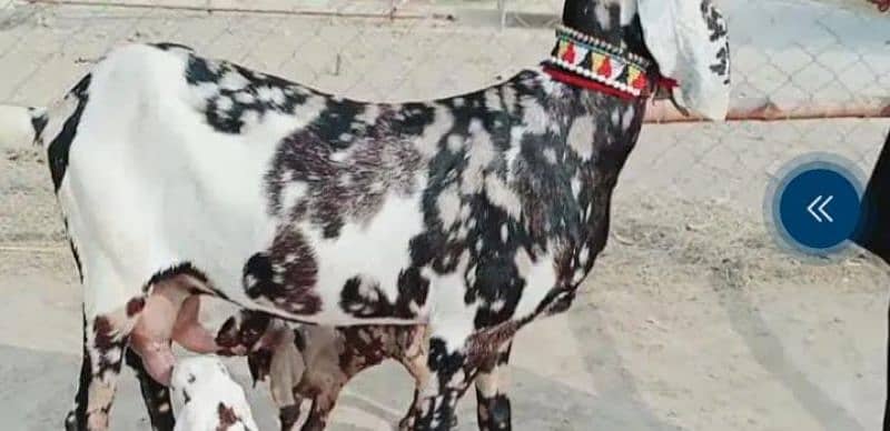 pure nagara bakri fauji color for sale WhatsApp number 03207375837 2