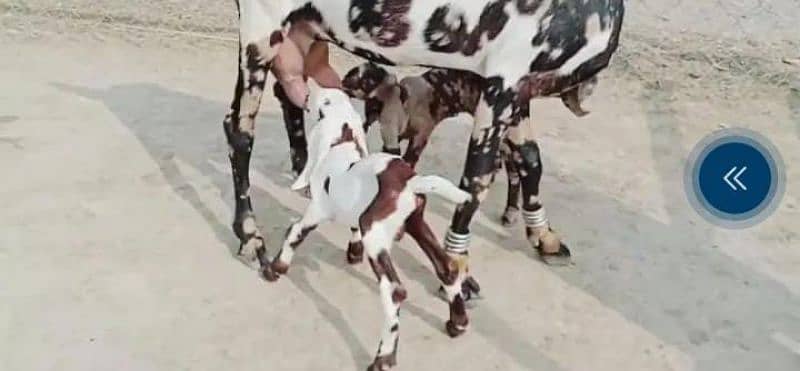 pure nagara bakri fauji color for sale WhatsApp number 03207375837 3