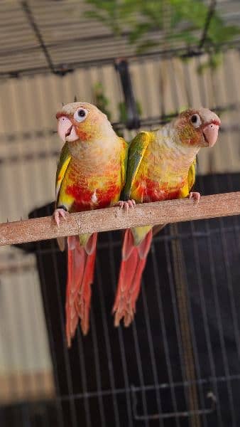 Split lutino Conure Pineapple Blu cinnamon conure breeder pairs 0