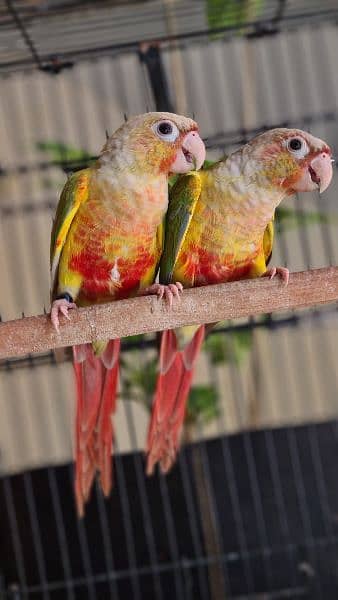 Split lutino Conure Pineapple Blu cinnamon conure breeder pairs 1