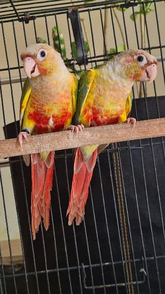 Split lutino Conure Pineapple Blu cinnamon conure breeder pairs 2