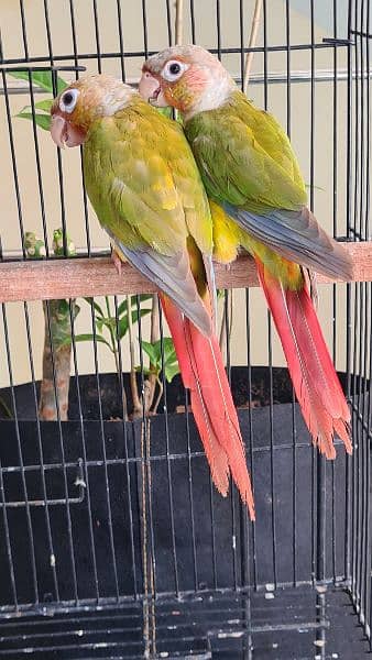 Split lutino Conure Pineapple Blu cinnamon conure breeder pairs 3