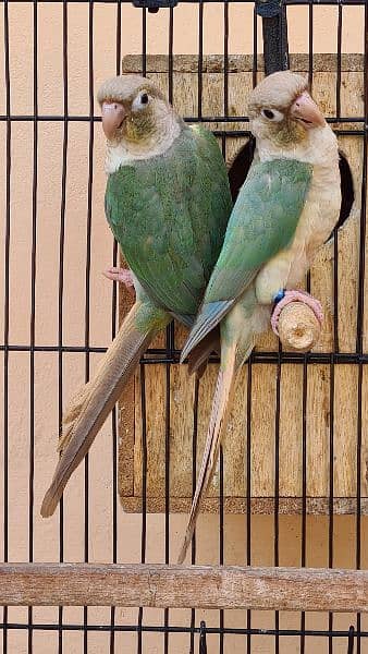 Split lutino Conure Pineapple Blu cinnamon conure breeder pairs 4