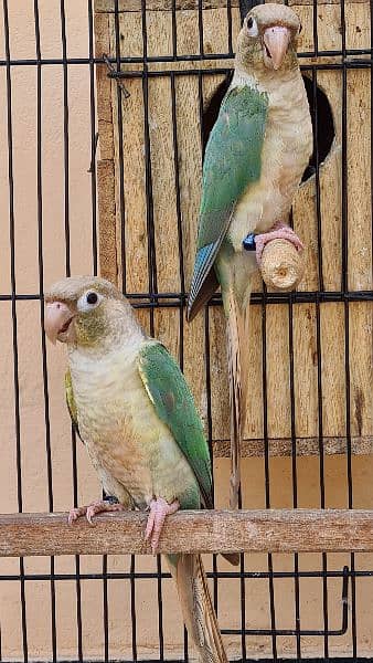 Split lutino Conure Pineapple Blu cinnamon conure breeder pairs 5