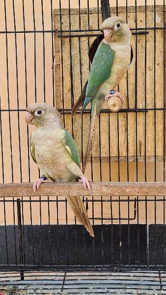 Split lutino Conure Pineapple Blu cinnamon conure breeder pairs 6