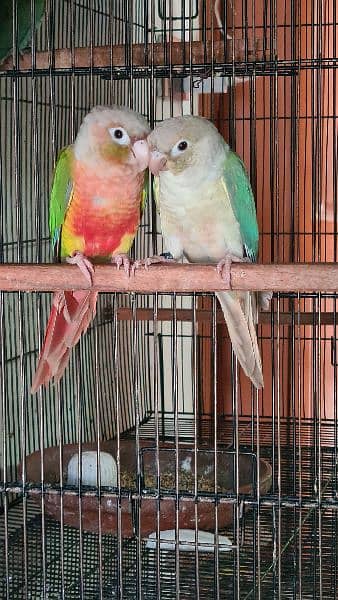 Split lutino Conure Pineapple Blu cinnamon conure breeder pairs 7