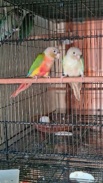 Split lutino Conure Pineapple Blu cinnamon conure breeder pairs 8