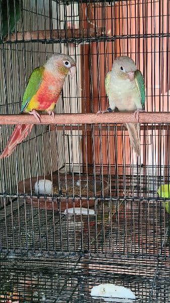 Split lutino Conure Pineapple Blu cinnamon conure breeder pairs 9