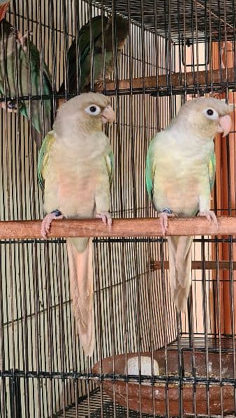 Split lutino Conure Pineapple Blu cinnamon conure breeder pairs 10