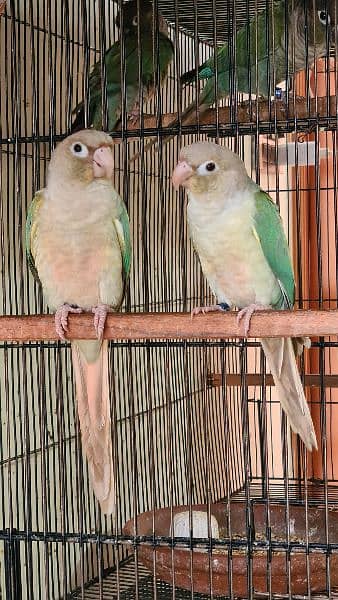 Split lutino Conure Pineapple Blu cinnamon conure breeder pairs 11