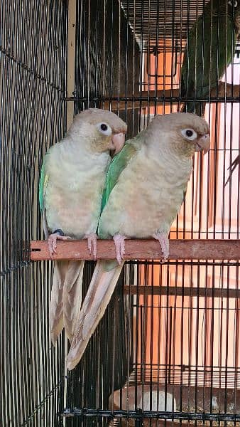 Split lutino Conure Pineapple Blu cinnamon conure breeder pairs 12