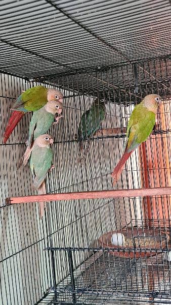 Split lutino Conure Pineapple Blu cinnamon conure breeder pairs 13