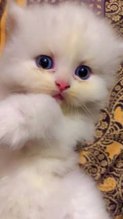 Persian Kittens Punch Face Tripple Coated age 25 Days White,Black,Gray