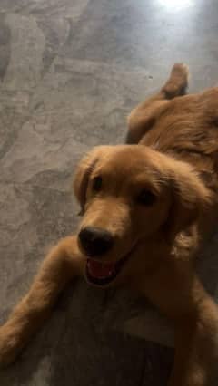 Golden Retriever Male Puppy pedigree