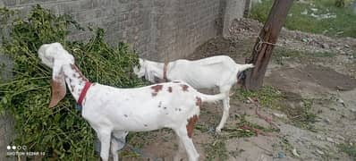 2no bakri hn 1 gabhan h r 2sri 6 mah ki h