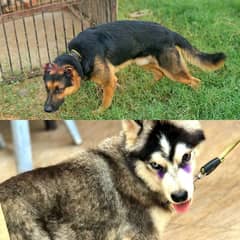 Husky and GSD Male Urgent urgent sale