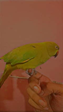 Parrot/Green