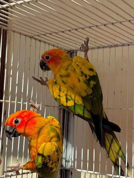 Sun Conure Parrot for sale fully active healthy jumbo size red factor 3