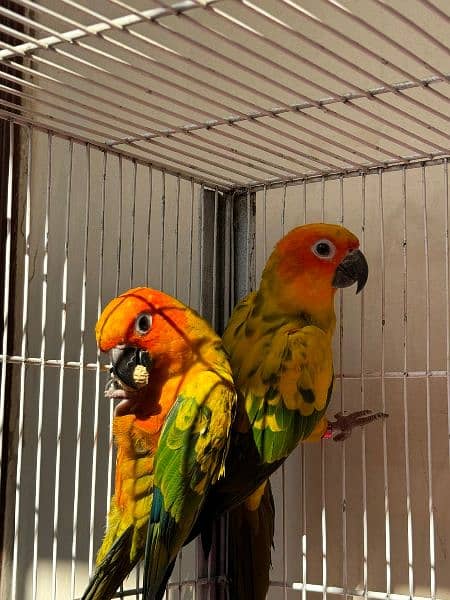 Sun Conure Parrot for sale fully active healthy jumbo size red factor 2