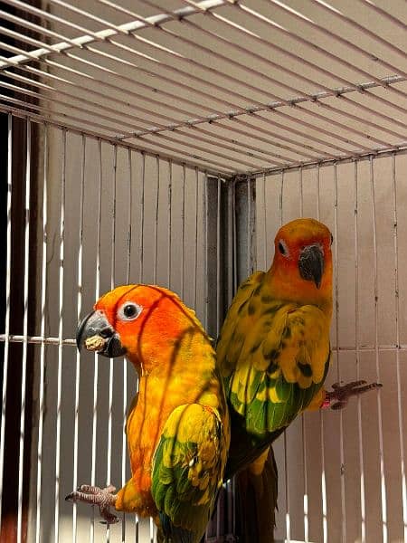 Sun Conure Parrot for sale fully active healthy jumbo size red factor 4