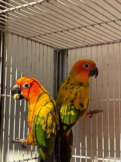 Sun Conure Parrot for sale fully active healthy jumbo size red factor