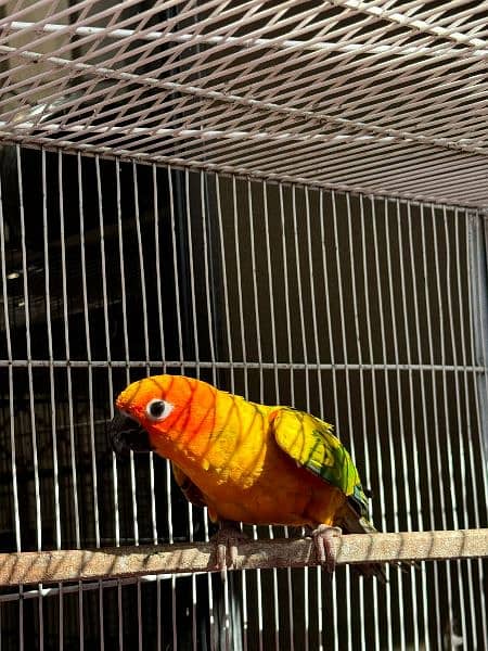 Sun Conure Parrot for sale fully active healthy jumbo size red factor 5