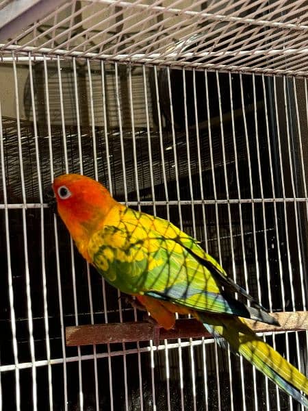 Sun Conure Parrot for sale fully active healthy jumbo size red factor 6