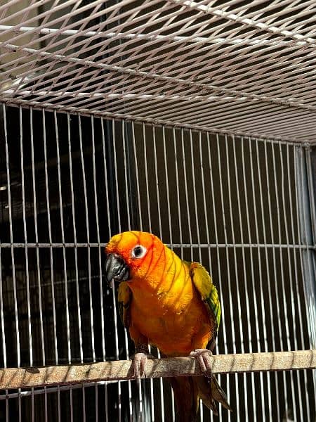 Sun Conure Parrot for sale fully active healthy jumbo size red factor 7