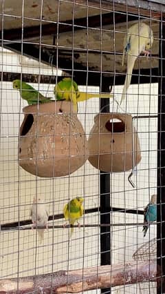 6 pairs red eyes budgies