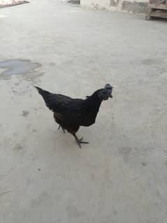 Ayam Cemani Black Tounge Pure Malaysian