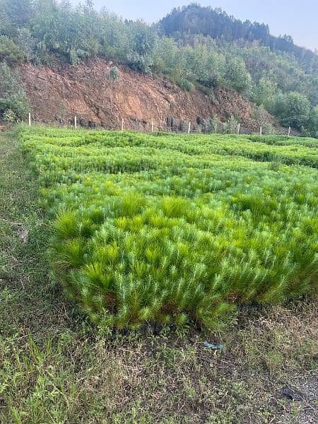 4 lac Pine Trees 4ft in huge Amount 2 year age 2