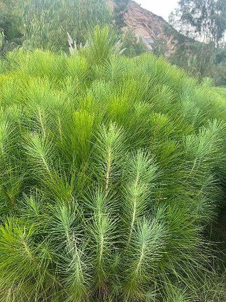 4 lac Pine Trees 4ft in huge Amount 2 year age 4