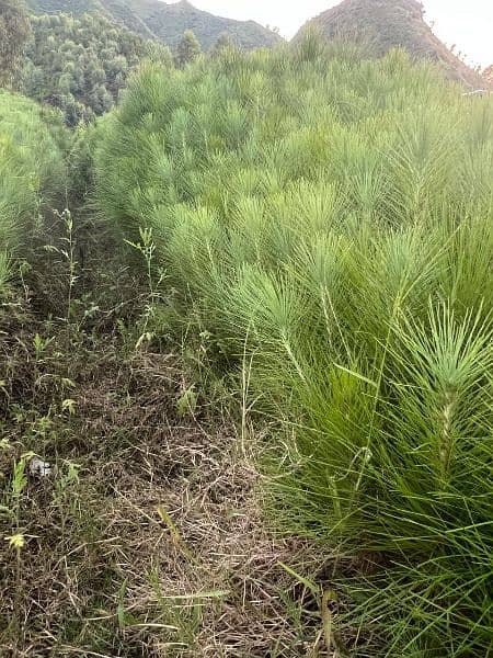 4 lac Pine Trees 4ft in huge Amount 2 year age 5