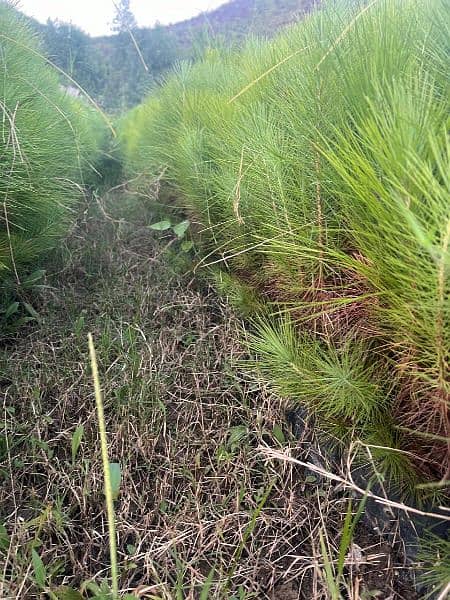 4 lac Pine Trees 4ft in huge Amount 2 year age 6