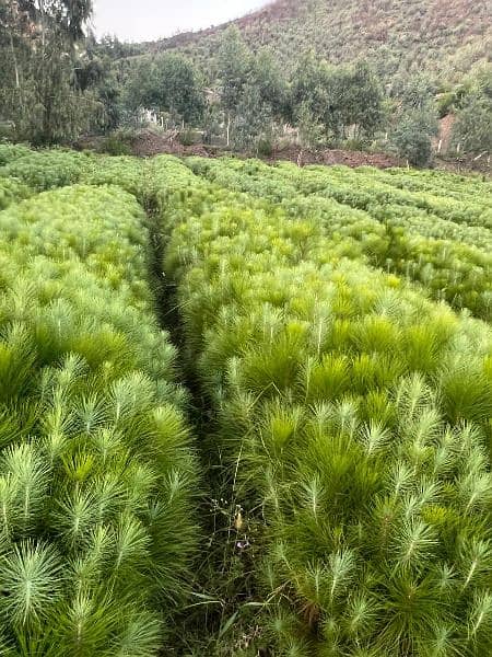 4 lac Pine Trees 4ft in huge Amount 2 year age 7