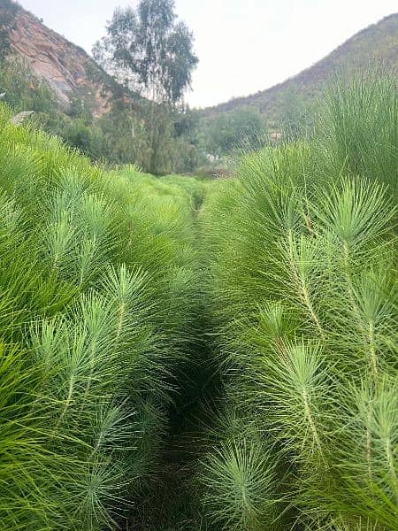 4 lac Pine Trees 4ft in huge Amount 2 year age 9