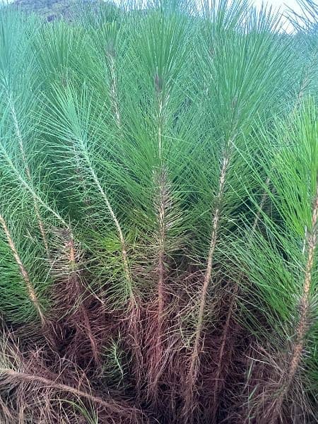 4 lac Pine Trees 4ft in huge Amount 2 year age 12