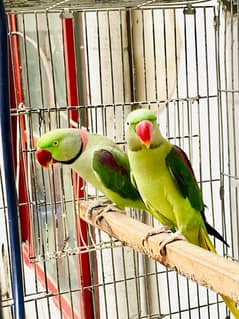 parrot for sale breeder pair