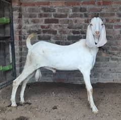 white Bakra