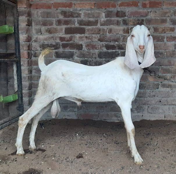 white Bakra 0