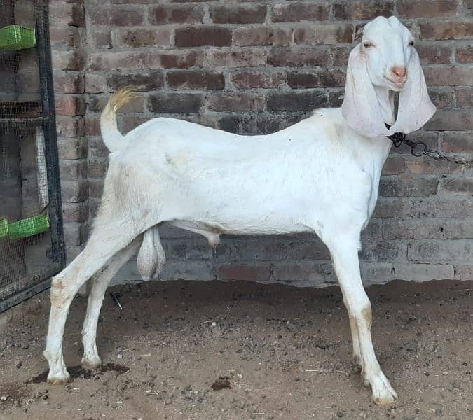 white Bakra 1