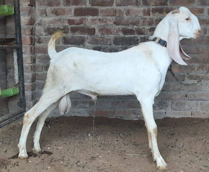 white Bakra 2