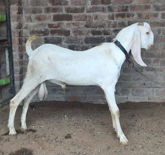 white Bakra 3