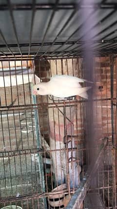 Albino split male and lutino breder pair for sale, contact 03077965568