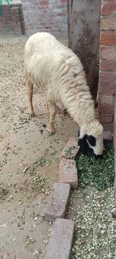 pure desi goat 03174334634