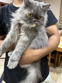 Persian cat / adult cats pair / triple coated / punch face